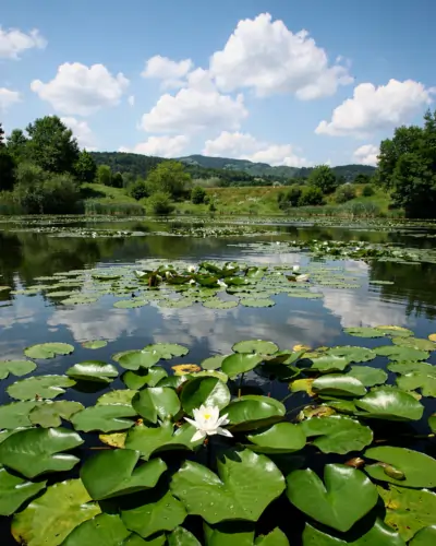 Hutovo Blato