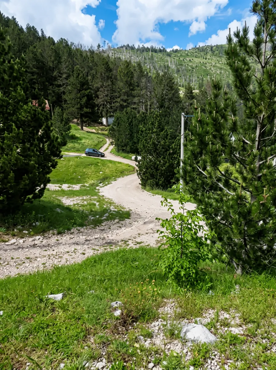Access road surrounded by greenery and pine trees at Rujište picnic area