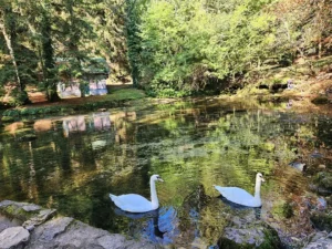 Bijeli labudovi plivaju na mirnoj vodi Vrela Bosne