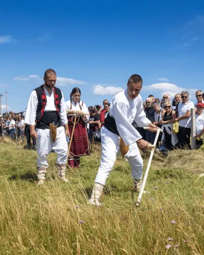 Dani kosidbe strljanica