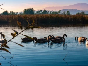 A group of black swans swims across the calm surface of Mosorovac Pond at sunset