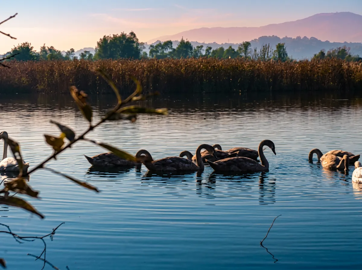 A group of black swans swims across the calm surface of Mosorovac Pond at sunset