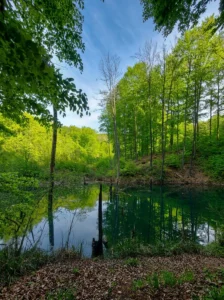 Pogled na šumovitu obalu i mirnu vodu Dabrovog jezera