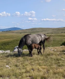 Divlja kobila sa ždrebetom na prostranstvima visoravni Kruzi kod Livna