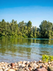 View from the shore of the clear, gently rippled turquoise surface of the lake at Šljunkara bathing area, with dense green forest on the opposite side under a clear sky