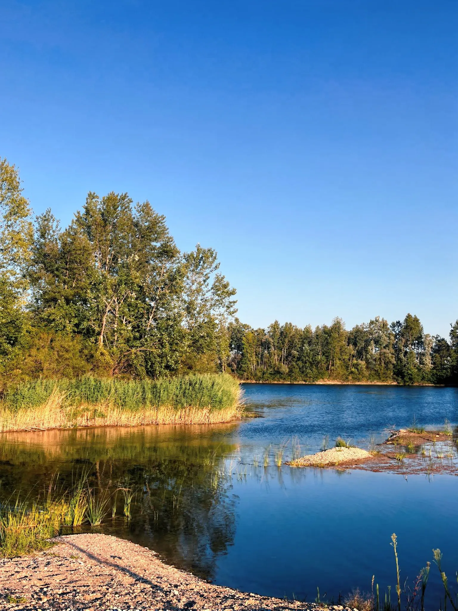 Calm blue water of a lake with a shallow sandy shore in the foreground, a band of green reeds along the edge, and lush trees in the background under a clear blue sky