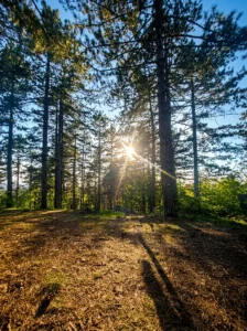 Sun rays passing through the treetops at Rudine picnic area
