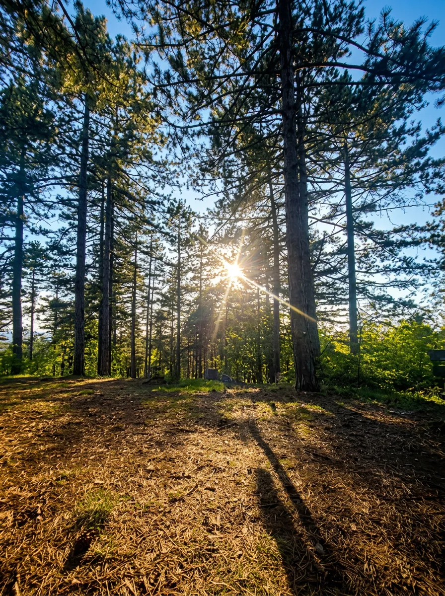 Sun rays passing through the treetops at Rudine picnic area