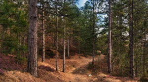 A nature trail through the pine forest at Rudine picnic area