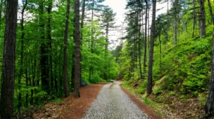 A maintained gravel path through dense forest on the Guber promenade
