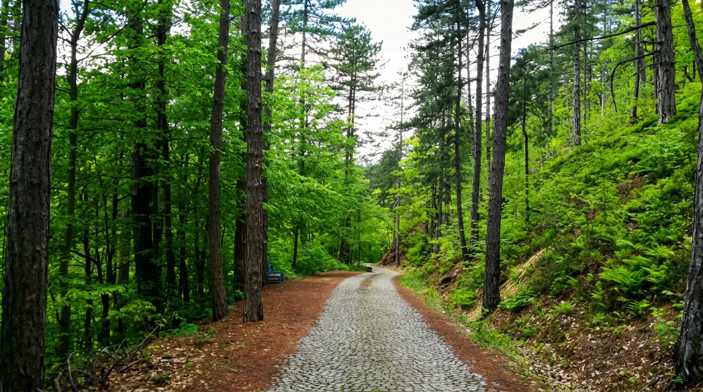 A maintained gravel path through dense forest on the Guber promenade
