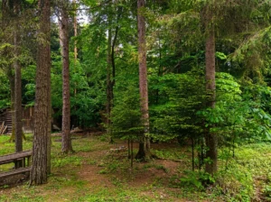 Wooded surroundings and trails at the Svatovac excursion site