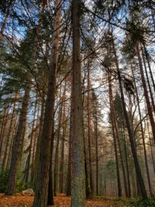Tall pine trees in the forest landscape of the Svatovac excursion site
