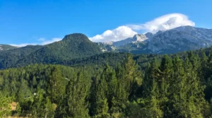 Blick auf den ausgedehnten Waldgürtel der endemischen Schwarzkiefer im Naturpark Blidinje, mit abgerundeten Bergkuppen und felsigen Gipfeln in der Ferne