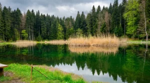 Trska i šumski pejzaž na obali Paučkog jezera