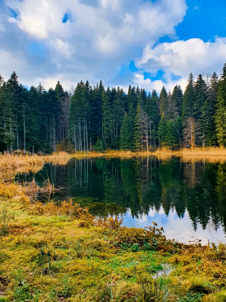 Refleksija šume u bistroj vodi Paučkog jezera tokom sunčanog dana