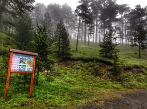 A wooden signpost and info board beside a grassy path leading into a dense pine forest shrouded in fog on Mount Konjuh during a cool morning
