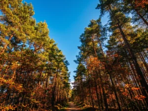 Forest trail through the treetops on Ljubić mountain