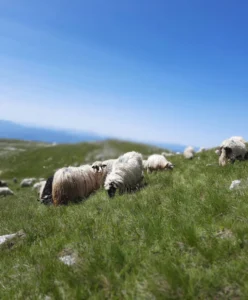 Stado ovaca na zelenoj planinskoj livadi Vlašića, vedro nebo i šuma u pozadini