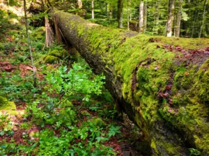 Masivno oboreno deblo drveta potpuno obraslo gustom, jarkozelenom mahovinom, okruženo bujnim šumskim rastinjem u zaštićenom rezervatu prašume Lom