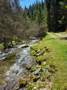 A fast, shallow mountain stream Ugrić flowing over rocks beside a maintained dirt path and green, moss-covered banks in a forest setting