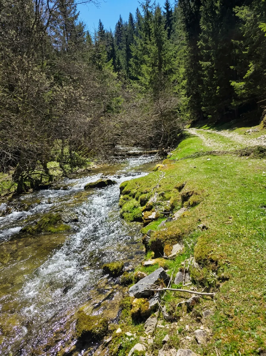 A fast, shallow mountain stream Ugrić flowing over rocks beside a maintained dirt path and green, moss-covered banks in a forest setting