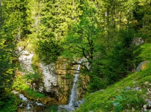 A view through lush green trees of the Ugrić waterfall descending a high, steep rock cliff surrounded by dense conifer forest