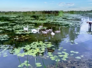 A flock of white and grey swans swims on the calm water surface covered with water lilies and marsh vegetation in the Bardača reserve