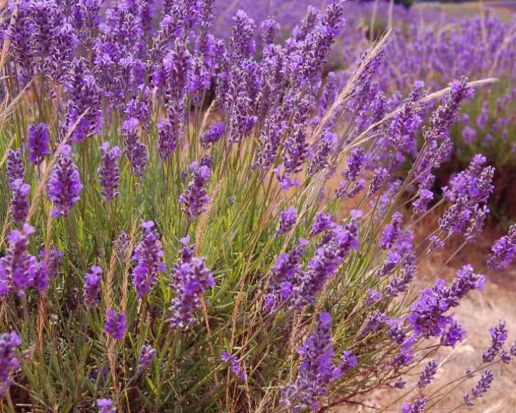Lavanda u Bosni i Hercegovini Lavanda u Bosni i Hercegovini