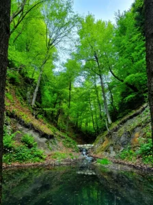 A vivid forest stream babbling and flowing through a narrow, steep cut covered with lush, intensely green tree canopies that create deep shade