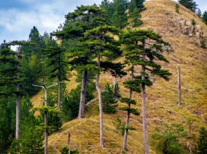 Četinarska šuma i pejzaž planine Ponijeri tokom sunčanog dana