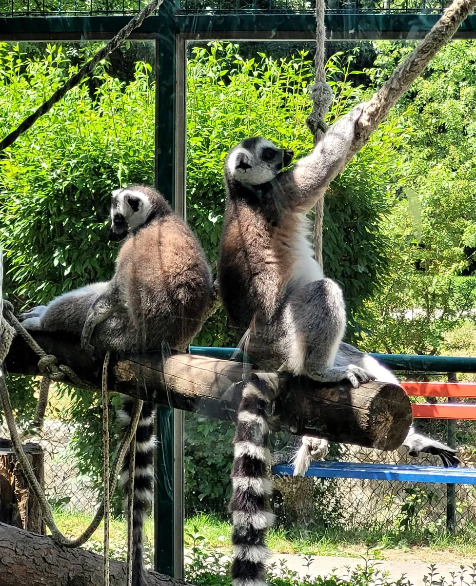 Lemur na drvenom stubu u Sarajevskom zoološkom vrtu