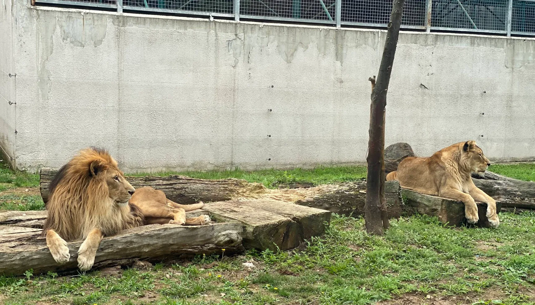  Lav u prostoru za odmor u Sarajevskom zoološkom vrtu