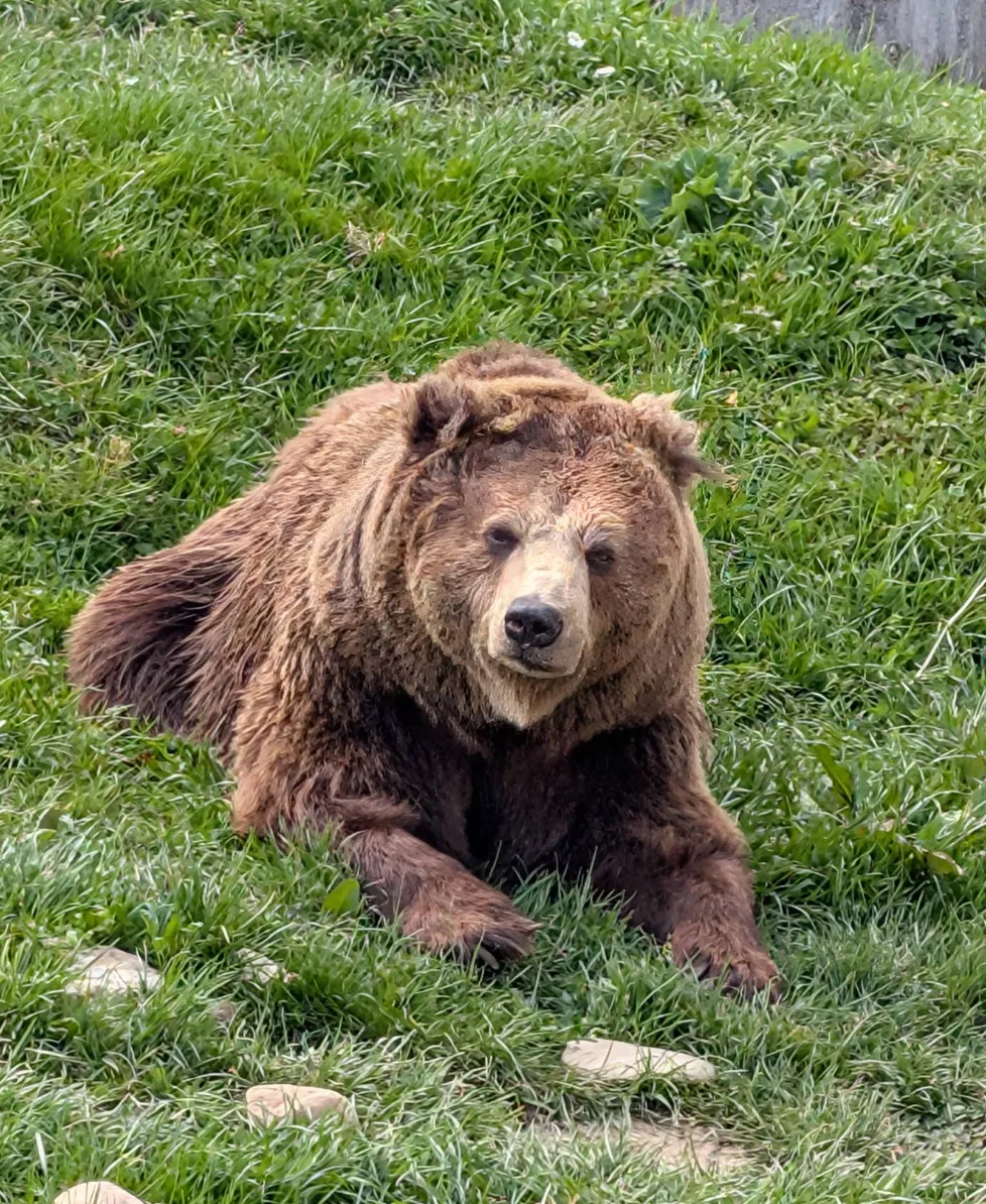 Mrki medvjed sjedi u Sarajevskom zoološkom vrtu
