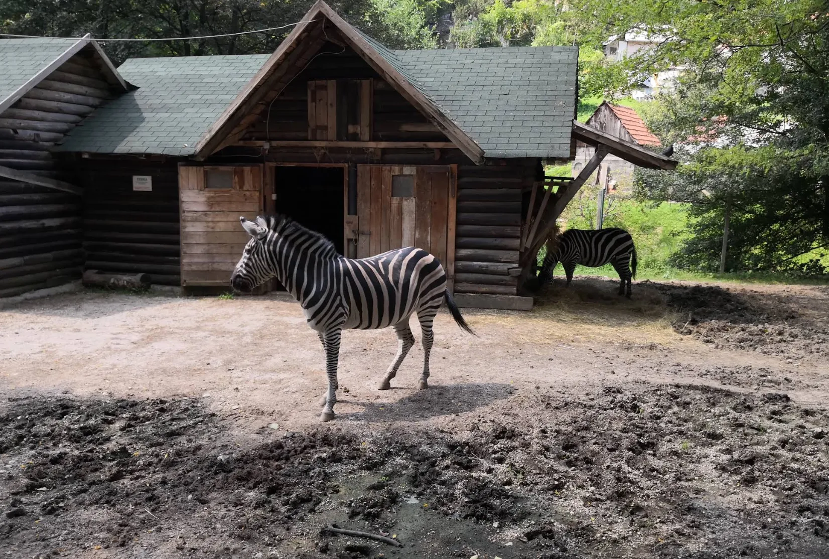 Zebra ispred drvene kućice u Sarajevskom zoološkom vrtu