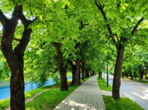 Walking path surrounded by trees on Wilson's Promenade