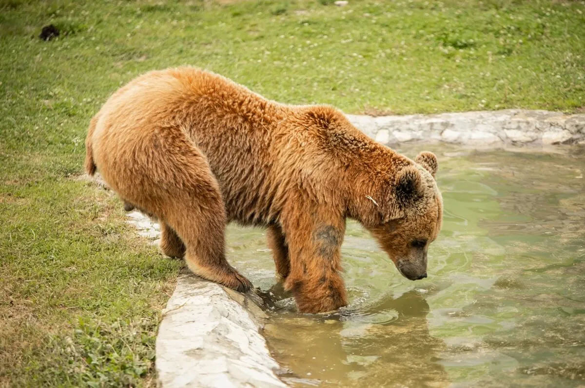 Mrki medvjed pije vodu u Zoološkom vrtu Bingo u Tuzli