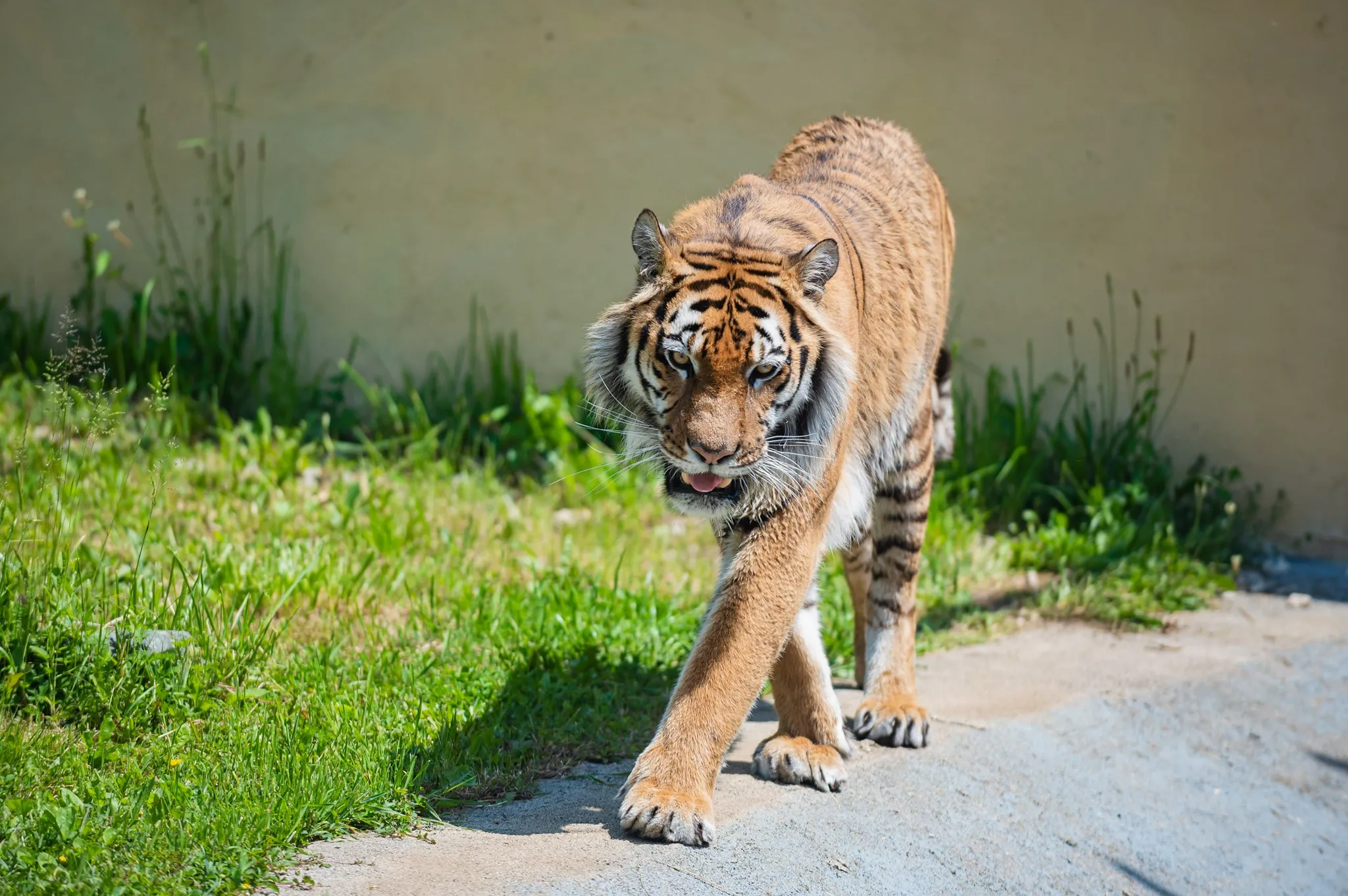 Tigar hoda po zelenoj travi u Zoološkom vrtu Bingo u Tuzli