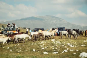 Wild Horses of Livno