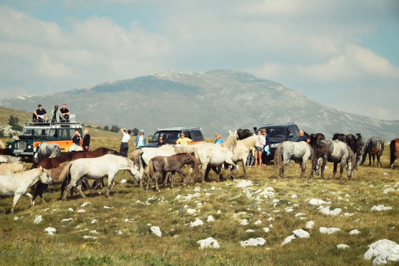 Wild Horses of Livno