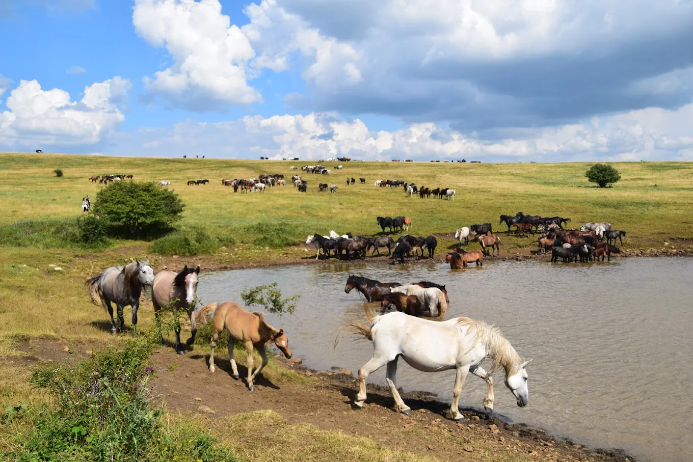 Wild Horses of Livno